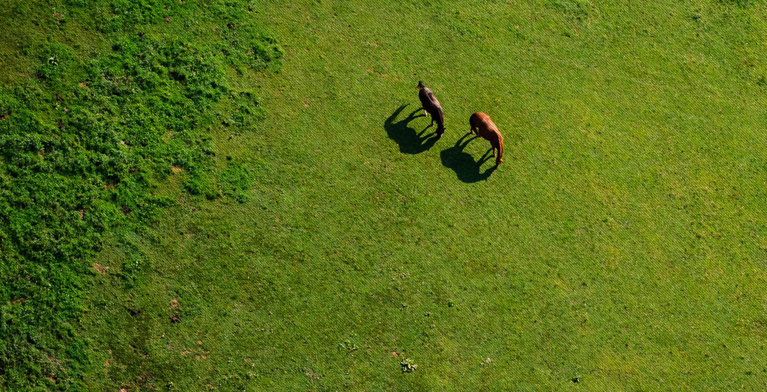 Passeggiate a cavallo